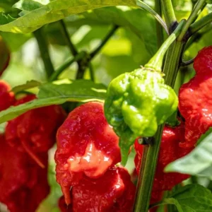 Set of 2 Carolina Reaper Pepper Live Plants – Super Hot Chili Vegetable for Outdoor Garden, 4-6 inch Tall - Image 5