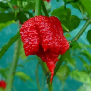 Set of 2 Carolina Reaper Pepper Live Plants – Super Hot Chili Vegetable for Outdoor Garden, 4-6 inch Tall - Image 6