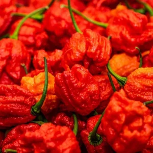 Set of 2 Carolina Reaper Pepper Live Plants – Super Hot Chili Vegetable for Outdoor Garden, 4-6 inch Tall - Image 7