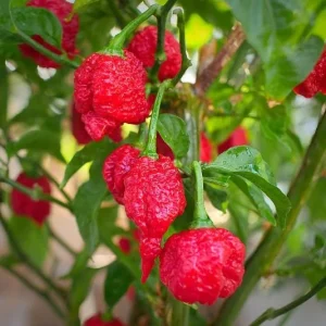 Set of 2 Carolina Reaper Pepper Live Plants – Super Hot Chili Vegetable for Outdoor Garden, 4-6 inch Tall - Image 1