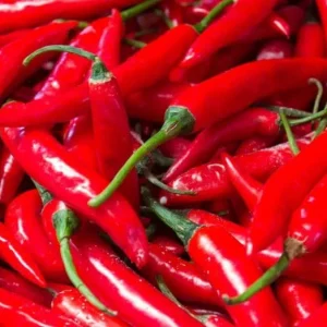 Set of 2 Cayenne Long Thin Hot Pepper Live Plants for Planting, 4-6 Inch Tall - Image 2