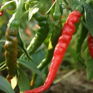Set of 2 Cayenne Long Thin Hot Pepper Live Plants for Planting, 4-6 Inch Tall - Image 3