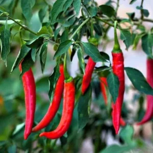 Set of 2 Cayenne Long Thin Hot Pepper Live Plants for Planting, 4-6 Inch Tall - Image 4