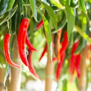 Set of 2 Cayenne Long Thin Hot Pepper Live Plants for Planting, 4-6 Inch Tall - Image 5