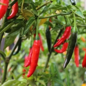 Set of 2 Cayenne Long Thin Hot Pepper Live Plants for Planting, 4-6 Inch Tall - Image 6