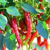 Set of 2 Cayenne Long Thin Hot Pepper Live Plants for Planting, 4-6 Inch Tall - Image 1