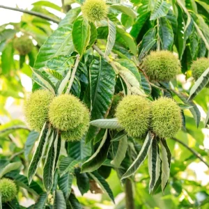 Set of 2 Chinese Chestnut Trees Live Bare Root Seedlings 2-3 ft Tall Outdoor - Image 2