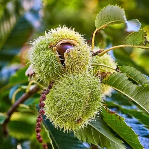 Set of 2 Chinese Chestnut Trees Live Bare Root Seedlings 2-3 ft Tall Outdoor - Image 3