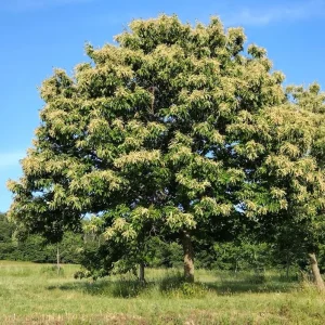 Set of 2 Chinese Chestnut Trees Live Bare Root Seedlings 2-3 ft Tall Outdoor - Image 8