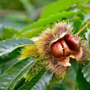 Set of 2 Chinese Chestnut Trees Live Bare Root Seedlings 2-3 ft Tall Outdoor - Image 1