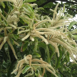 Set of 2 Chinese Chestnut Trees Live Bare Root Seedlings 2-3 ft Tall Outdoor - Image 9