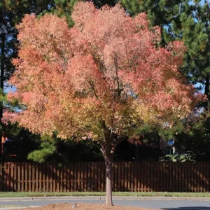 Set of 2 Chinese Elm Tree Live Plants 6-12 Inch Tall - Outdoor Ulmus Parvifolia Bare Roots - Image 1