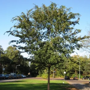 Set of 2 Chinese Elm Tree Live Plants 6-12 Inch Tall - Outdoor Ulmus Parvifolia Bare Roots - Image 3