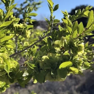 Set of 2 Chinese Elm Tree Live Plants 6-12 Inch Tall - Outdoor Ulmus Parvifolia Bare Roots - Image 5