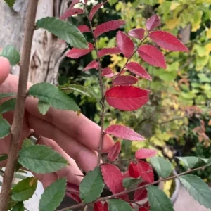 Set of 2 Chinese Elm Tree Live Plants 6-12 Inch Tall - Outdoor Ulmus Parvifolia Bare Roots - Image 6