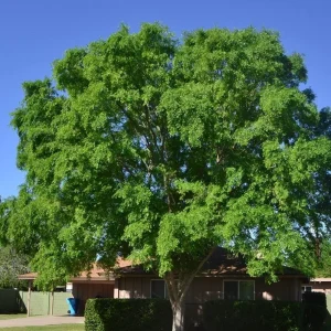 Set of 2 Chinese Elm Tree Live Plants, Ulmus Parvifolia, 6-12 Inch Tall Bare Roots, Outdoor - Image 2