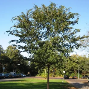 Set of 2 Chinese Elm Tree Live Plants, Ulmus Parvifolia, 6-12 Inch Tall Bare Roots, Outdoor - Image 3