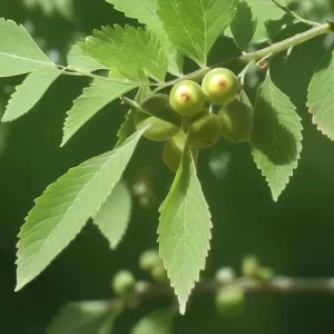 Set of 2 Chinese Elm Tree Live Plants, Ulmus Parvifolia, 6-12 Inch Tall Bare Roots, Outdoor - Image 4