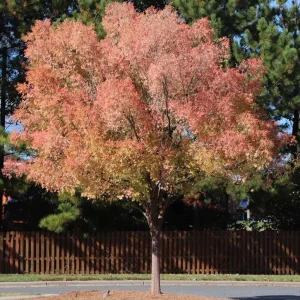 Set of 2 Chinese Elm Tree Live Plants, Ulmus Parvifolia, 6-12 Inch Tall Bare Roots, Outdoor - Image 1