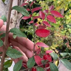 Set of 2 Chinese Elm Tree Live Plants, Ulmus Parvifolia, 6-12 Inch Tall Bare Roots, Outdoor - Image 6