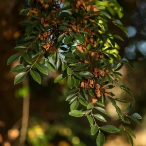 Set of 2 Chinese Elm Tree Live Plants, Ulmus Parvifolia, 6-12 Inch Tall Bare Roots, Outdoor - Image 7