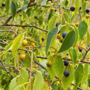 Set of 2 Common Hackberry Bare Roots - 1 to 2 Feet Tall Tree Seedlings - Outdoor - Image 2
