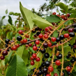 Set of 2 Common Hackberry Bare Roots - 1 to 2 Feet Tall Tree Seedlings - Outdoor - Image 3