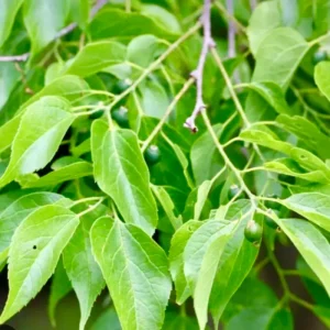 Set of 2 Common Hackberry Bare Roots - 1 to 2 Feet Tall Tree Seedlings - Outdoor - Image 5