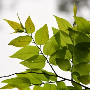 Set of 2 Common Hackberry Bare Roots - 1 to 2 Feet Tall Tree Seedlings - Outdoor - Image 7