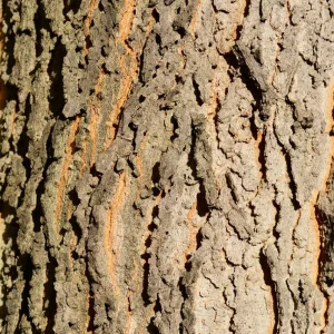 Set of 2 Common Hackberry Bare Roots - 1 to 2 Feet Tall Tree Seedlings - Outdoor - Image 8