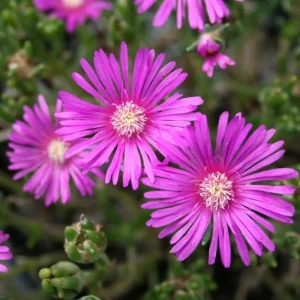 Set of 2 Delosperma Cooperi Live Starter Plants – Hot Pink Ice Plant Succulent, 2-6 Inch Tall, Hardy Groundcover - Image 2