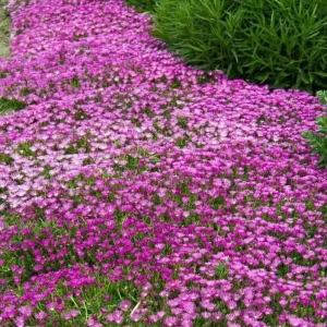 Set of 2 Delosperma Cooperi Live Starter Plants – Hot Pink Ice Plant Succulent, 2-6 Inch Tall, Hardy Groundcover - Image 3