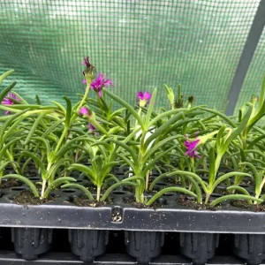 Set of 2 Delosperma Cooperi Live Starter Plants – Hot Pink Ice Plant Succulent, 2-6 Inch Tall, Hardy Groundcover - Image 4