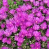 Set of 2 Delosperma Cooperi Live Starter Plants – Hot Pink Ice Plant Succulent, 2-6 Inch Tall, Hardy Groundcover - Image 1
