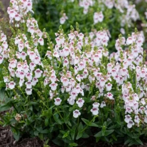 Set of 2 Diascia 'Cherry Blossom' Live Plug Plants – 2-6 Inch Tall – Long-Blooming Pink Flowers for Containers & Borders - Image 1