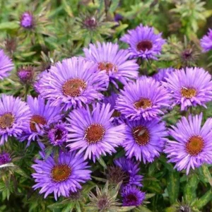 Set of 2 England Aster Lavender Live Plant Plugs – 2-6 Inch Tall Hardy Perennial - Image 3