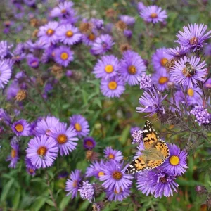 Set of 2 England Aster Lavender Live Plant Plugs – 2-6 Inch Tall Hardy Perennial - Image 1