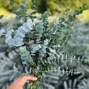 Set of 2 Eucalyptus Baby Blue Starter Live Plant, 3-6 Inch Tall Plug, Fragrant Foliage - Image 2
