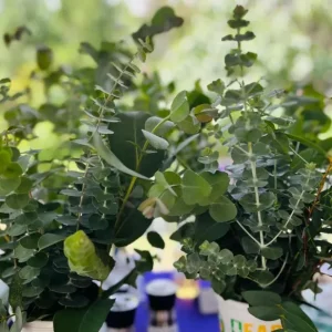 Set of 2 Eucalyptus Baby Blue Starter Live Plant, 3-6 Inch Tall Plug, Fragrant Foliage - Image 3