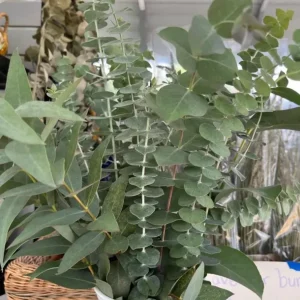 Set of 2 Eucalyptus Baby Blue Starter Live Plant, 3-6 Inch Tall Plug, Fragrant Foliage - Image 4