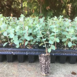 Set of 2 Eucalyptus Baby Blue Starter Live Plant, 3-6 Inch Tall Plug, Fragrant Foliage - Image 5