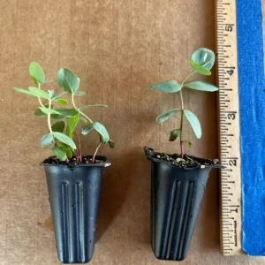 Set of 2 Eucalyptus Baby Blue Starter Live Plant, 3-6 Inch Tall Plug, Fragrant Foliage - Image 7