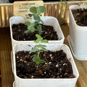 Set of 2 Eucalyptus Baby Blue Starter Live Plant, 3-6 Inch Tall Plug, Fragrant Foliage - Image 8