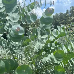 Set of 2 Eucalyptus Baby Blue Starter Live Plant, 3-6 Inch Tall Plug, Fragrant Foliage - Image 1