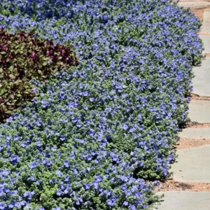 Set of 2 Evolvulus Blue Daze Live Starter Plants - 3-6 Inch Tall - Vibrant Blue Flower Groundcover for Full Sun - Image 5