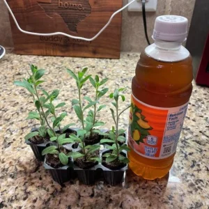 Set of 2 Evolvulus Blue Daze Live Starter Plants - 3-6 Inch Tall - Vibrant Blue Flower Groundcover for Full Sun - Image 6