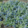 Set of 2 Evolvulus Blue Daze Live Starter Plants - 3-6 Inch Tall - Vibrant Blue Flower Groundcover for Full Sun - Image 1