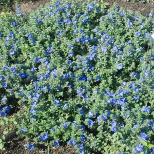 Set of 2 Evolvulus Blue Daze Live Starter Plants - 3-6 Inch Tall - Vibrant Blue Flower Groundcover for Full Sun - Image 1