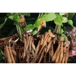 Set of 2 Finger Root Live Plants (Krachai Ginger), 4-8 Inch Tall, No Pot - Image 3