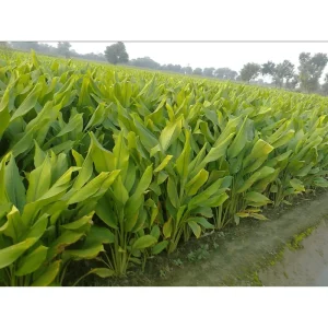 Set of 2 Finger Root Live Plants (Krachai Ginger), 4-8 Inch Tall, No Pot - Image 4